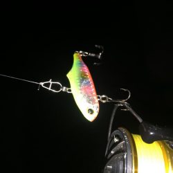 シーバス調査②