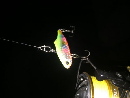 シーバス調査②