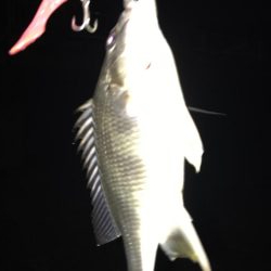 大潮につられて