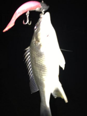 大潮につられて