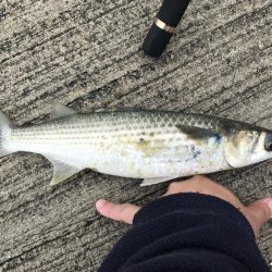 ボラ、ボラ、ボラ。