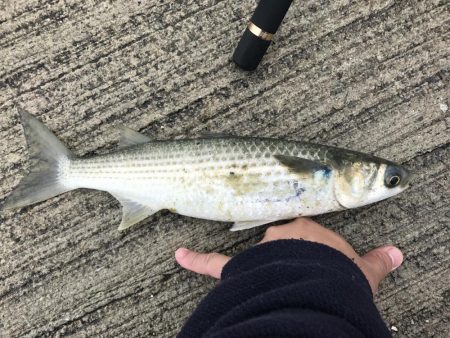 ボラ、ボラ、ボラ。