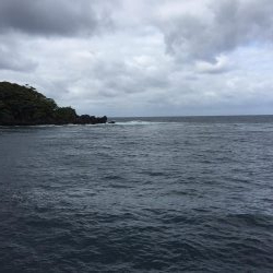 親アオリイカ狙い