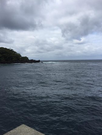 親アオリイカ狙い