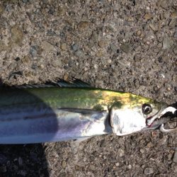 久々サゴちゃん