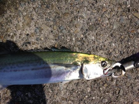 久々サゴちゃん