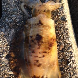 人、人・ボラ、ボラ　泉南2018開幕かな