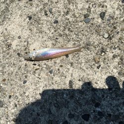 キスがちらほら釣れ始めました！