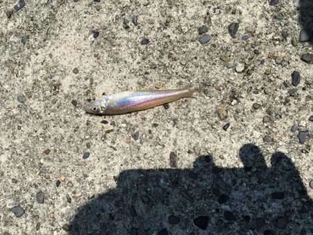 キスがちらほら釣れ始めました！