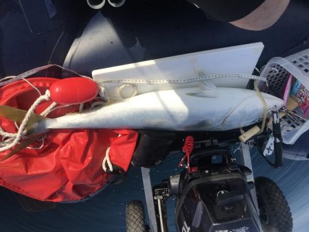 祝発売 ジグパラ TG 60g