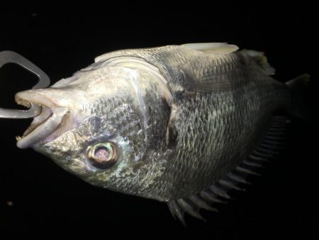 バチがダメならチニング！