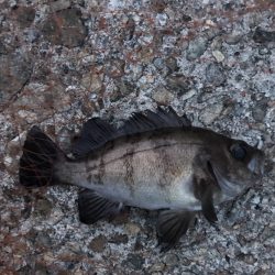 メバル・サッパ