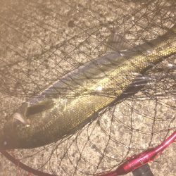 バチじゃない！