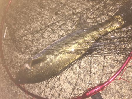 バチじゃない！