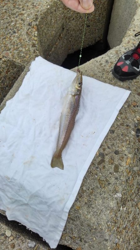 会社の釣り仲間と釣行