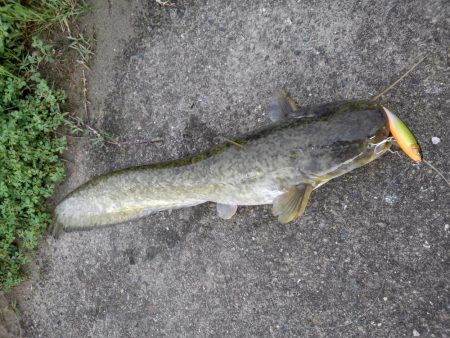 リバーシーバス