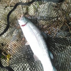 本栖湖　トラウト釣り