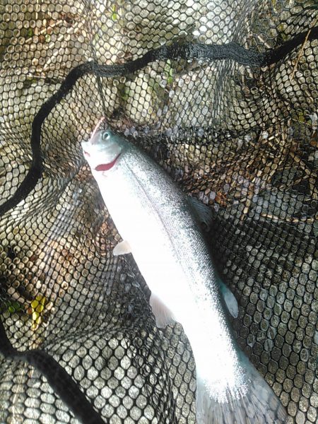 本栖湖　トラウト釣り