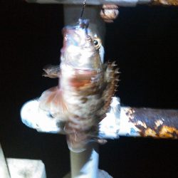 弁天島　エサ釣り