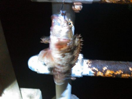 弁天島　エサ釣り