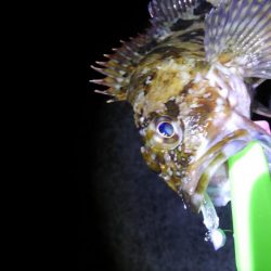 タチウオは失敗