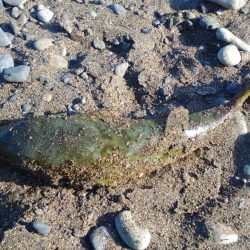 青物狙いで、合間にヒラメでもと思い夕方から参戦しました。