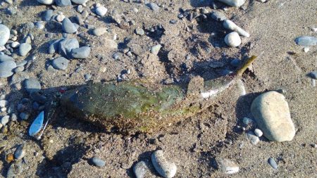 青物狙いで、合間にヒラメでもと思い夕方から参戦しました。