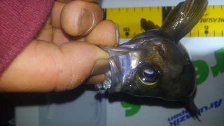 チビメバリング