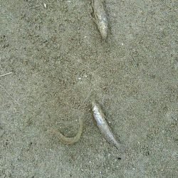 投げ釣りシロギス