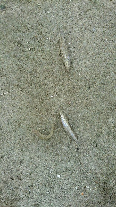 投げ釣りシロギス