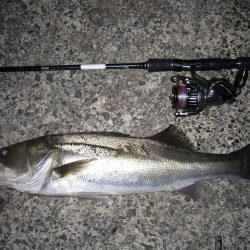 今宵もシーバス調査釣行