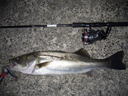 今宵もシーバス調査釣行