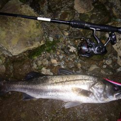 今宵もシーバス調査釣行