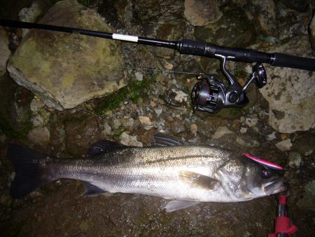 今宵もシーバス調査釣行