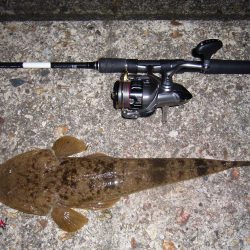 シーバス狙いの外道