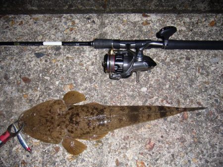 シーバス狙いの外道