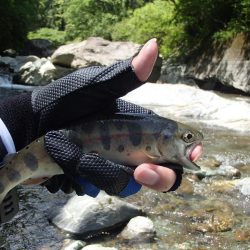 ぶどう虫でアマゴ