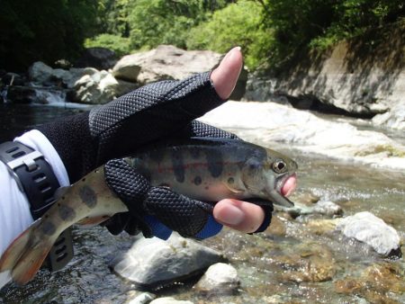 ぶどう虫でアマゴ