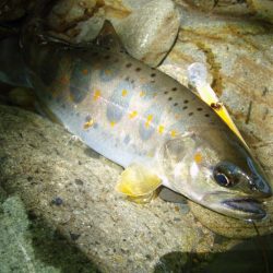 渓流ミノーイング