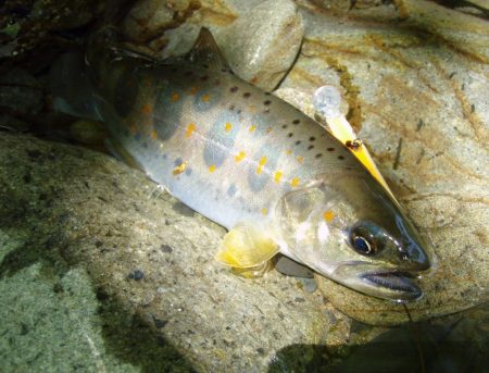 渓流ミノーイング