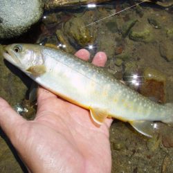 渓流ミノーイング