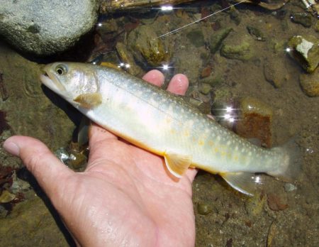 渓流ミノーイング