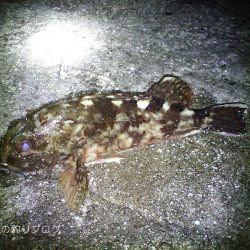 ファミリーフィッシング&グレ狙い