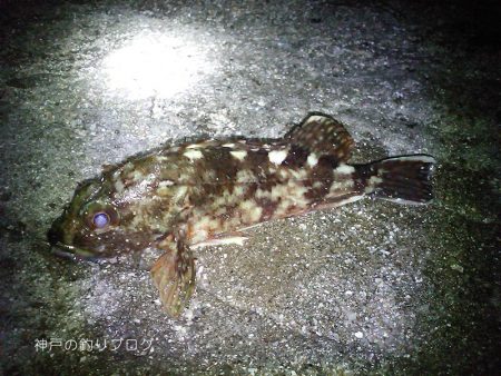 ファミリーフィッシング&グレ狙い