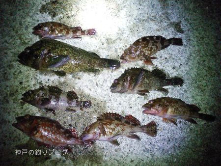 短時間穴釣りで8匹