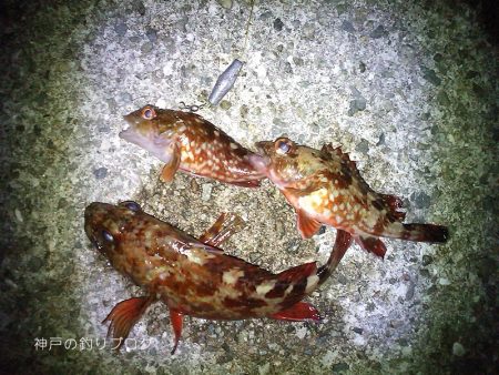 カン付き円錐でウキフカセ