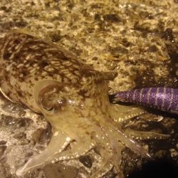 ナイトエギング