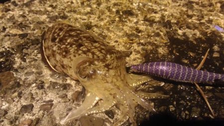 ナイトエギング