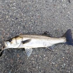 シーバス短時間に3ゲット