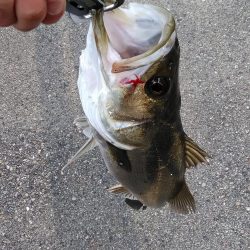 シーバスいい感じ